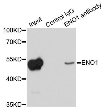 Immunofluorescence - ENO1 Polyclonal Antibody (144-01033)