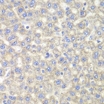 Immunohistochemistry - EYA3 Polyclonal Antibody (144-07893)