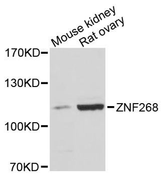 Western blot - ZNF268 antibody (144-012901)