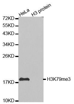 Western blot - TriMethyl-Histone H3-K79 pAb (144-61342)