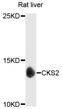 Western blot - CKS2 Polyclonal Antibody (144-03791)