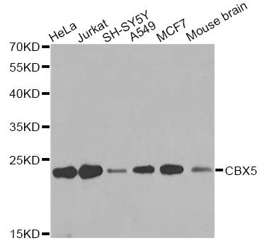 Western blot - CBX5 antibody (144-12577)