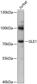 Western blot