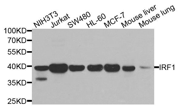 Western blot - IRF1 Polyclonal Antibody (144-07692)