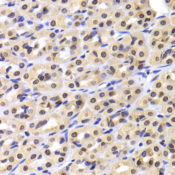 Immunohistochemistry - NUDC antibody (144-06678)