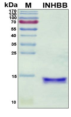 SDS-PAGE