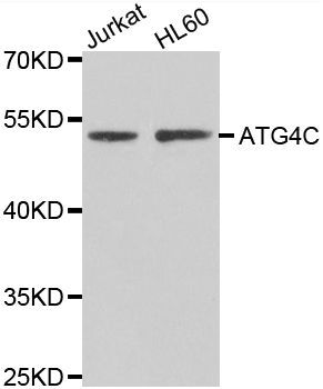 Western blot - ATG4C Polyclonal Antibody (144-07396)