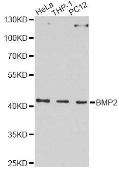 Western blot - BMP2 Polyclonal Antibody (144-00231)