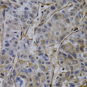 Immunohistochemistry - PECAM1 antibody (144-02104)