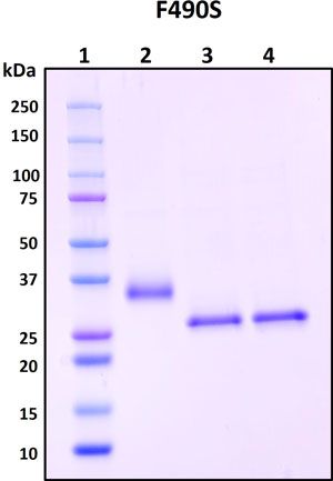 SDS-PAGE