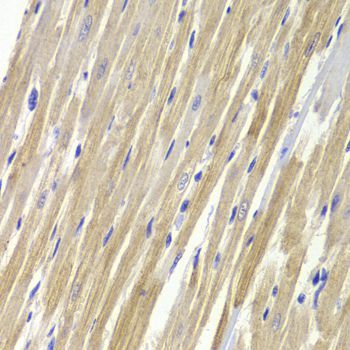 Immunohistochemistry - GPD1 Antibody (144-05715)