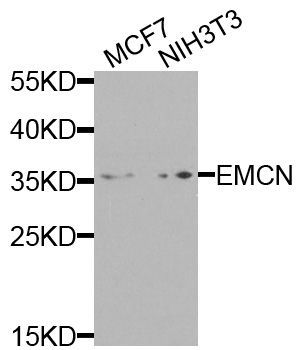 Western blot - EMCN antibody (144-08494)