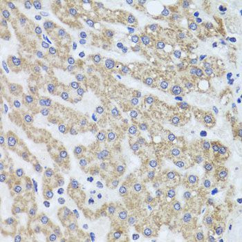 Immunohistochemistry - ACP1 antibody (144-01801)