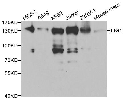 Western blot - LIG1 antibody (144-01858)