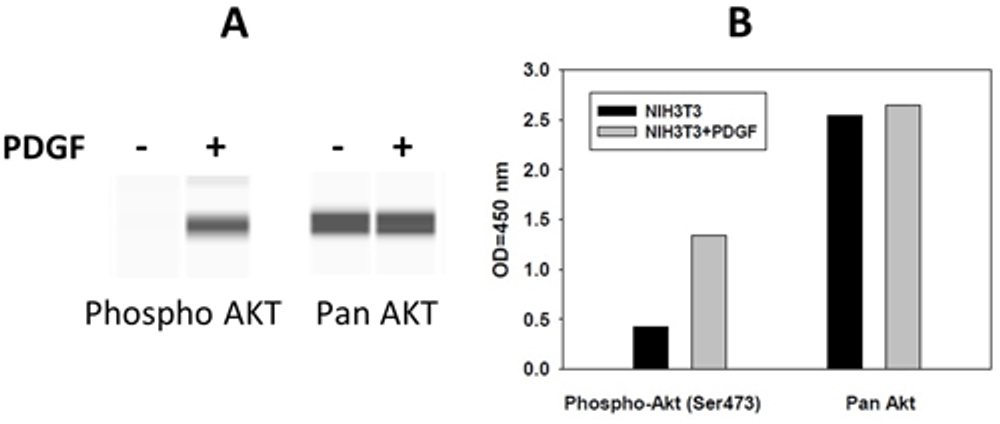Figure 6. Comparison of results using A) immunoprobing and B) sandwich-based ELISA.