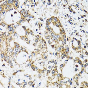 Immunohistochemistry - EPB41 antibody (144-02490)