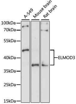 Western blot - ELMOD3 antibody (144-61449)