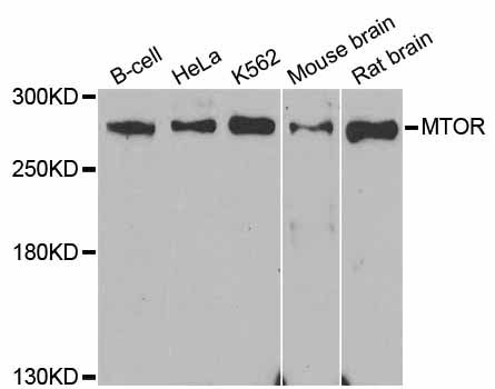 Western blot - MTOR antibody (144-11355)