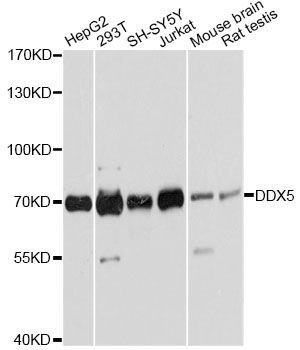Western blot - DDX5 antibody (144-60268)