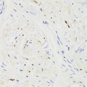 Immunohistochemistry - GEMIN2 Antibody (144-03082)