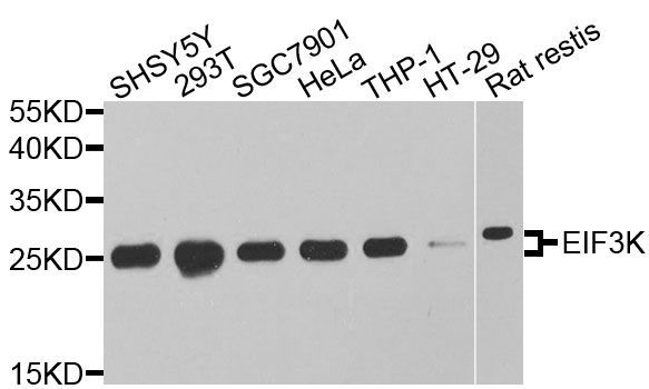 Western blot - EIF3K antibody (144-09969)