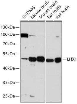 Western blot