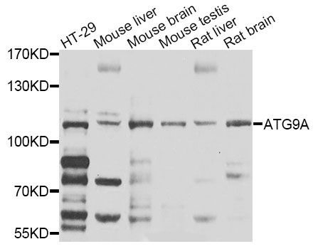 Western blot - ATG9A Polyclonal Antibody (144-07994)