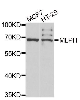 Western blot - MLPH antibody (144-06656)