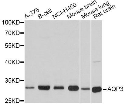 Western blot - AQP3 Polyclonal Antibody (144-02838)