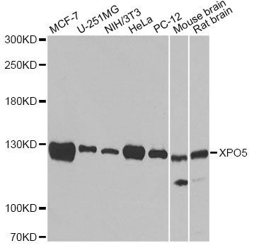 Western blot - XPO5 Polyclonal Antibody (144-06790)