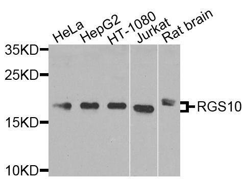 Western blot - RGS10 antibody (144-09948)