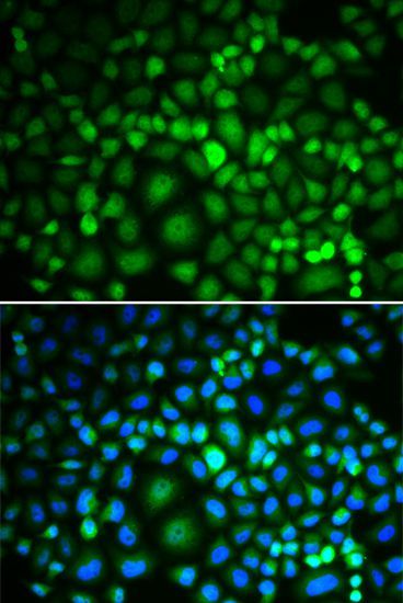 Immunofluorescence - RUVBL2 antibody (144-12564)