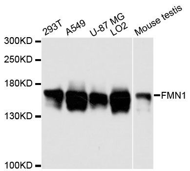 Western blot - FMN1 antibody (144-60212)