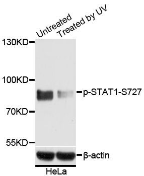Western blot - Phospho-STAT1-S727 pAb (144-50109)