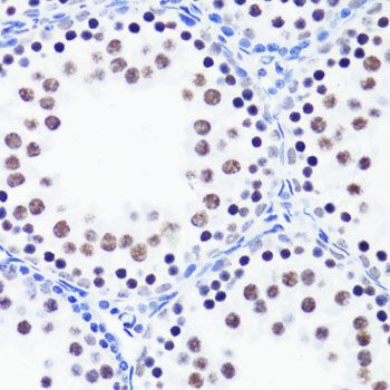 Immunohistochemistry - TriMethyl-Histone H3-K36 pAb (144-02366)
