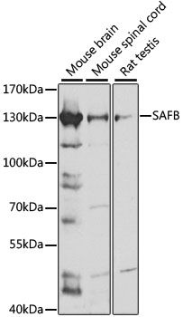 Western blot - SAFB antibody (144-07927)