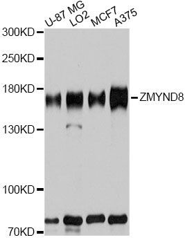 Western blot - [KO Validated] ZMYND8 Polyclonal Antibody (144-08737)