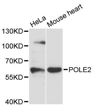 Western blot - POLE2 antibody (144-12842)