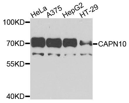 Western blot - CAPN10 antibody (144-09865)