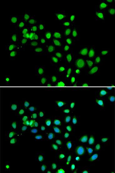 Immunofluorescence - H2AFY Polyclonal Antibody (144-07045)