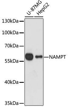 Western blot - NAMPT Polyclonal Antibody (144-00256)
