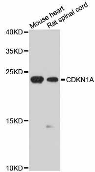 Western blot - CDKN1A Polyclonal Antibody (144-01483)