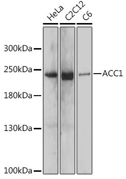 Western blot