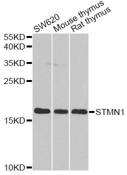 Western blot - STMN1 antibody (144-02176)