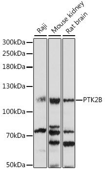Western blot