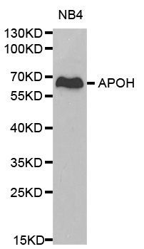 Western blot - APOH antibody (144-01220)