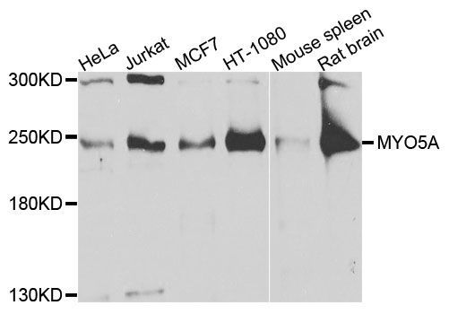 Western blot - MYO5A antibody (144-09830)