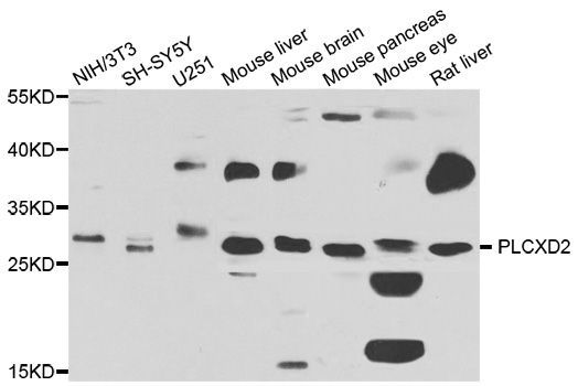 Western blot - PLCXD2 antibody (144-07615)