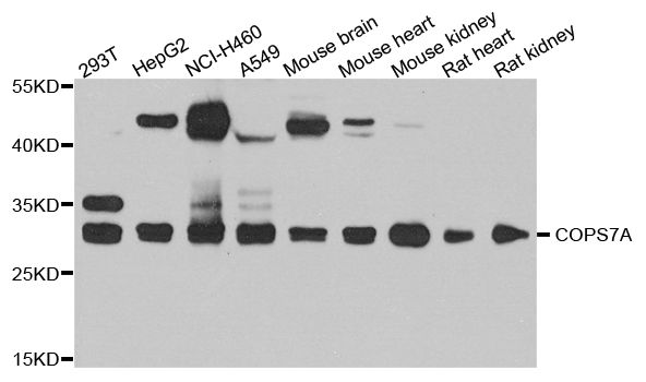Western blot - COPS7A antibody (144-08212)