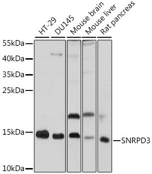 Western blot